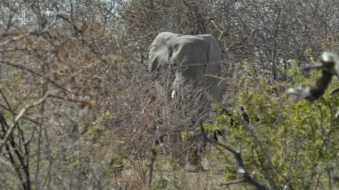 Walking with Elephants - Episode 2