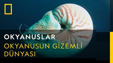 Dalgaların Ardında - Episode 8