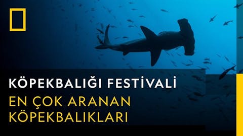 Köpekbalığı Festivali - Episode 7