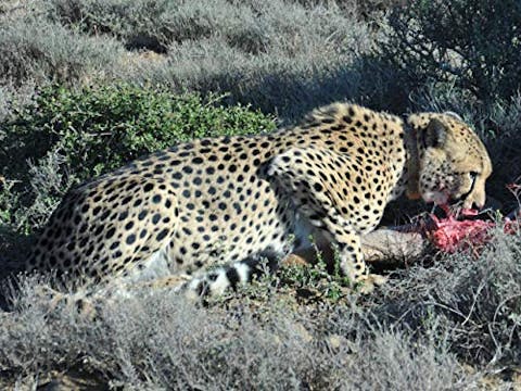 Siyaya: Come Wild with Us - Episode 1