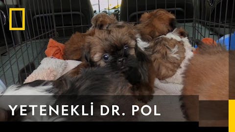 Yetenekli Dr.Pol - Episode 4