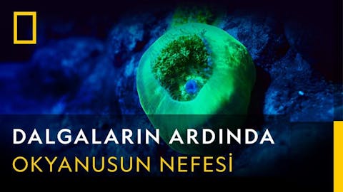 Dalgaların Ardında - Episode 14