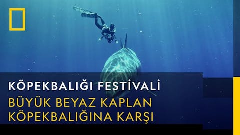 Köpekbalığı Festivali - Episode 17