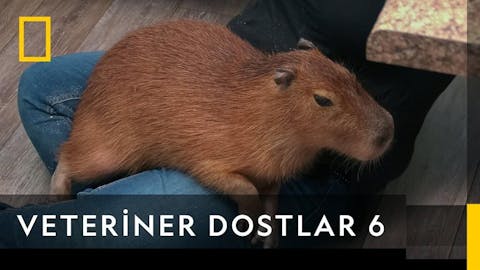 Veteriner Dostlar - Episode 2
