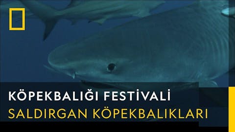 Köpekbalığı Festivali - Episode 25