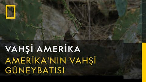 Vahşi Amerika - Episode 20