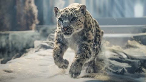 His Dark Materials - Episode 7