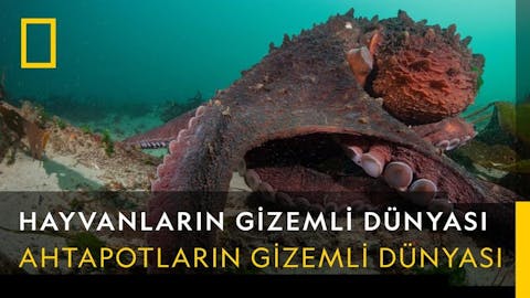 Hayvanların Gizemli Dünyası - Episode 5