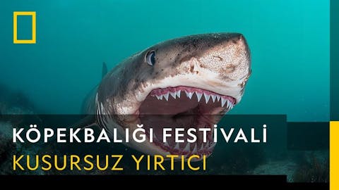 Köpekbalığı Festivali - Episode 9