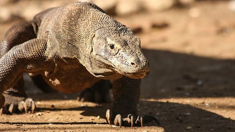 Natural Curiosities - Episode 1
