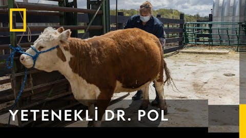 Yetenekli Dr.Pol - Episode 10