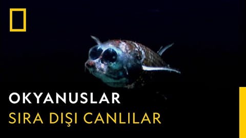 Dalgaların Ardında - Episode 10