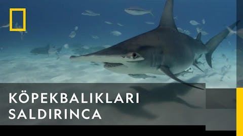 Köpekbalığı Festivali - Episode 21