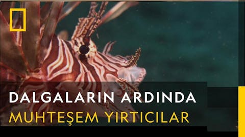 Dalgaların Ardında - Episode 9