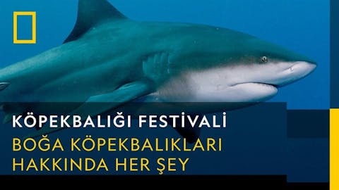 Köpekbalığı Festivali - Episode 18