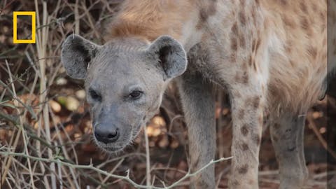 Afrika - Episode 9