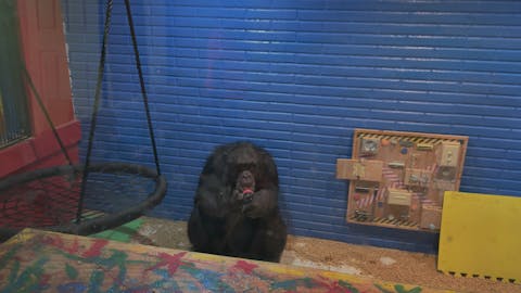 Chimp Crazy - Episode 3
