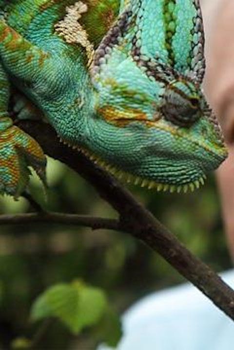 Natural Curiosities - Episode 1
