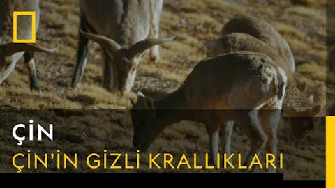 Çin - Episode 2