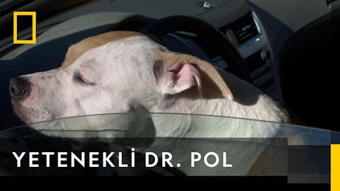 Yetenekli Dr.Pol - Episode 1