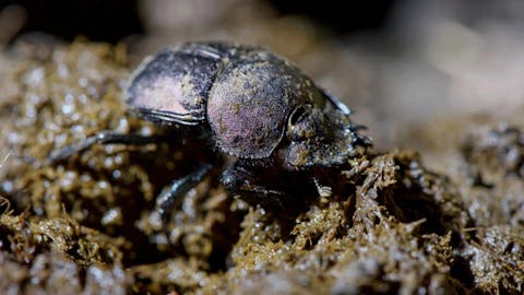 Natural Curiosities - Episode 2