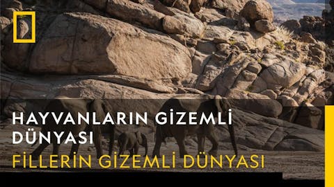 Hayvanların Gizemli Dünyası - Episode 7