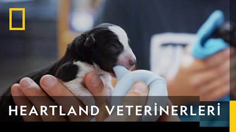 Heartland Veterinerleri - Episode 2
