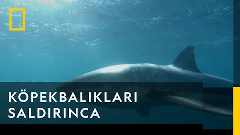 Köpekbalığı Festivali - Episode 23