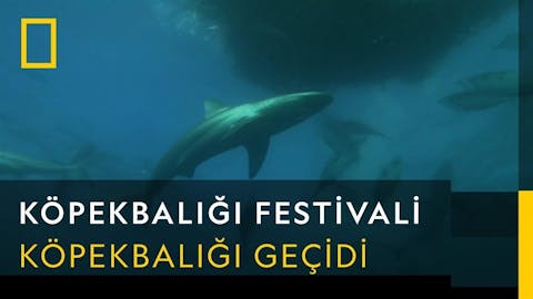 Köpekbalığı Festivali - Episode 26
