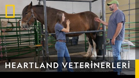 Heartland Veterinerleri - Episode 6