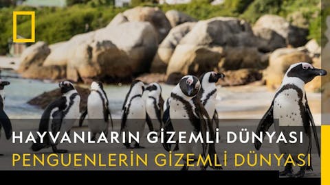 Hayvanların Gizemli Dünyası - Episode 2
