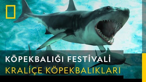Köpekbalığı Festivali - Episode 15