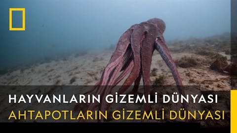 Hayvanların Gizemli Dünyası - Episode 4
