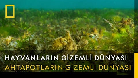 Hayvanların Gizemli Dünyası - Episode 6
