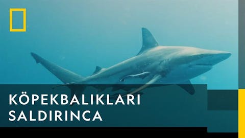 Köpekbalığı Festivali - Episode 20
