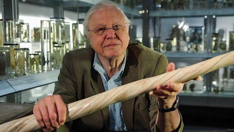 Natural Curiosities - Episode 4