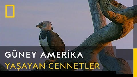 Güney Amerika - Episode 9