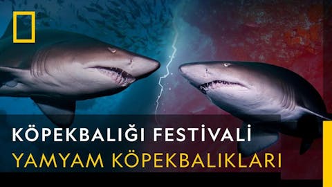 Köpekbalığı Festivali - Episode 8