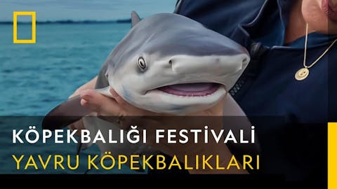 Köpekbalığı Festivali - Episode 14