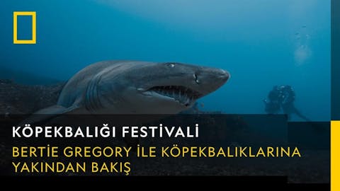 Köpekbalığı Festivali - Episode 16