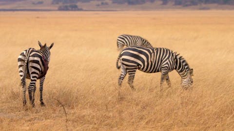 Afrika - Episode 10