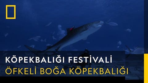 Köpekbalığı Festivali - Episode 24