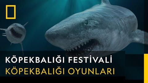 Köpekbalığı Festivali - Episode 19