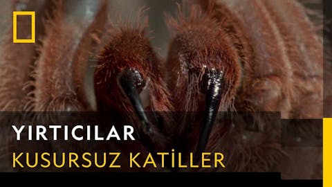 Vahşi Amerika - Episode 11
