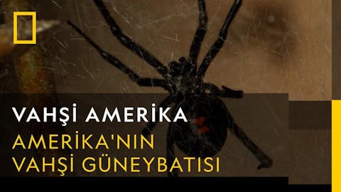 Vahşi Amerika - Episode 19