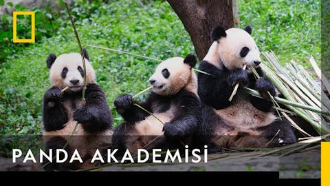 Panda Akademisi - Episode 1
