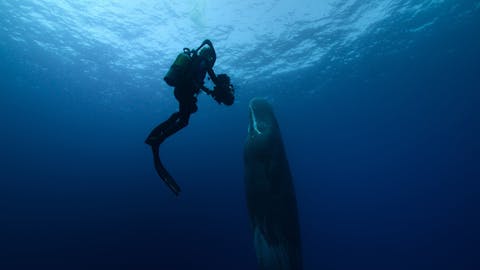 Steve Backshall ile Balinalar - Episode 1