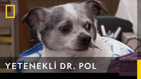 Yetenekli Dr.Pol - Episode 6