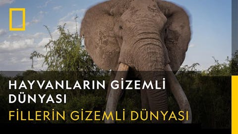 Hayvanların Gizemli Dünyası - Episode 8