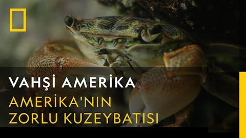 Vahşi Amerika - Episode 17